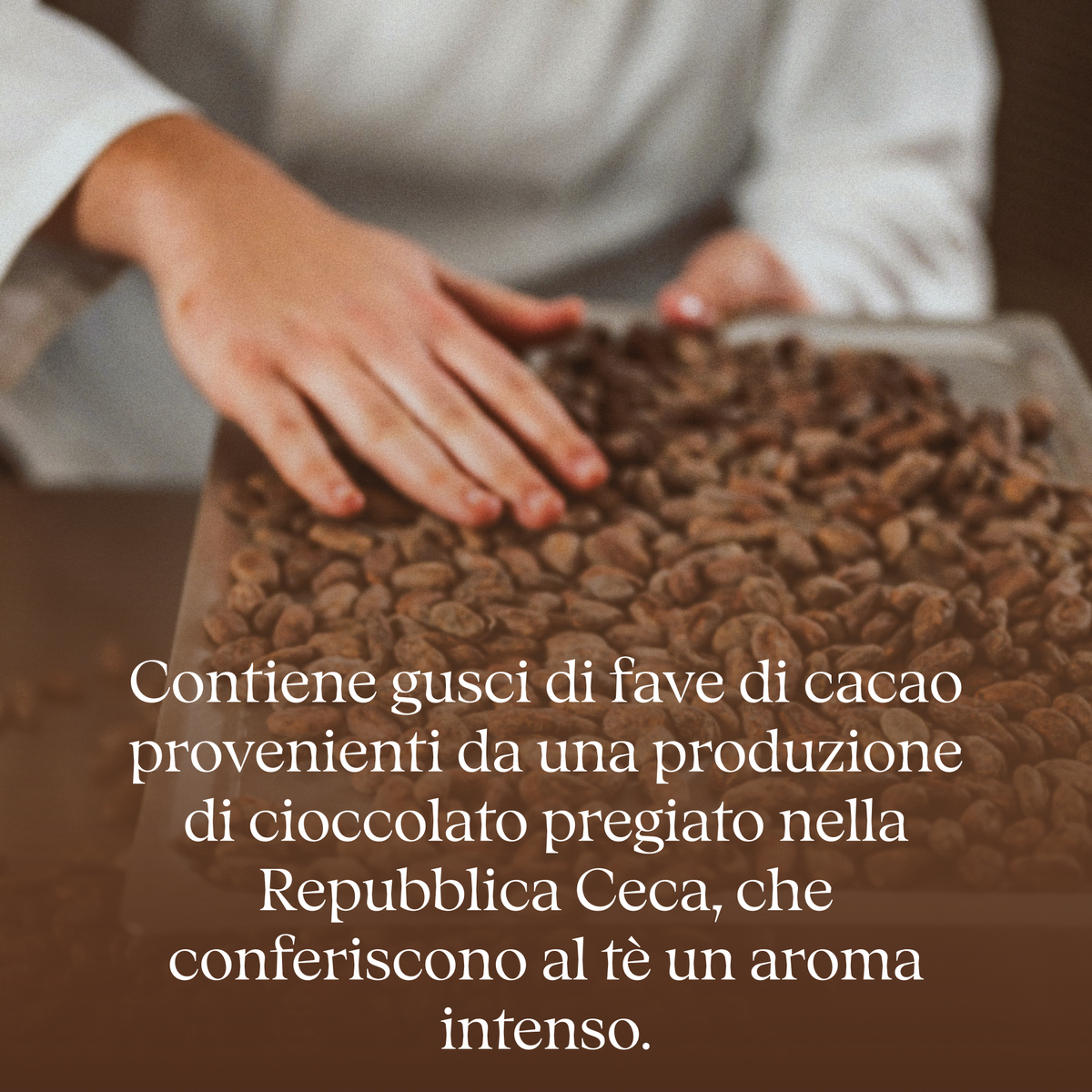 Gusci di fave di cacao da una cioccolateria della Repubblica Ceca per il tè da bagno Mount Chocolate